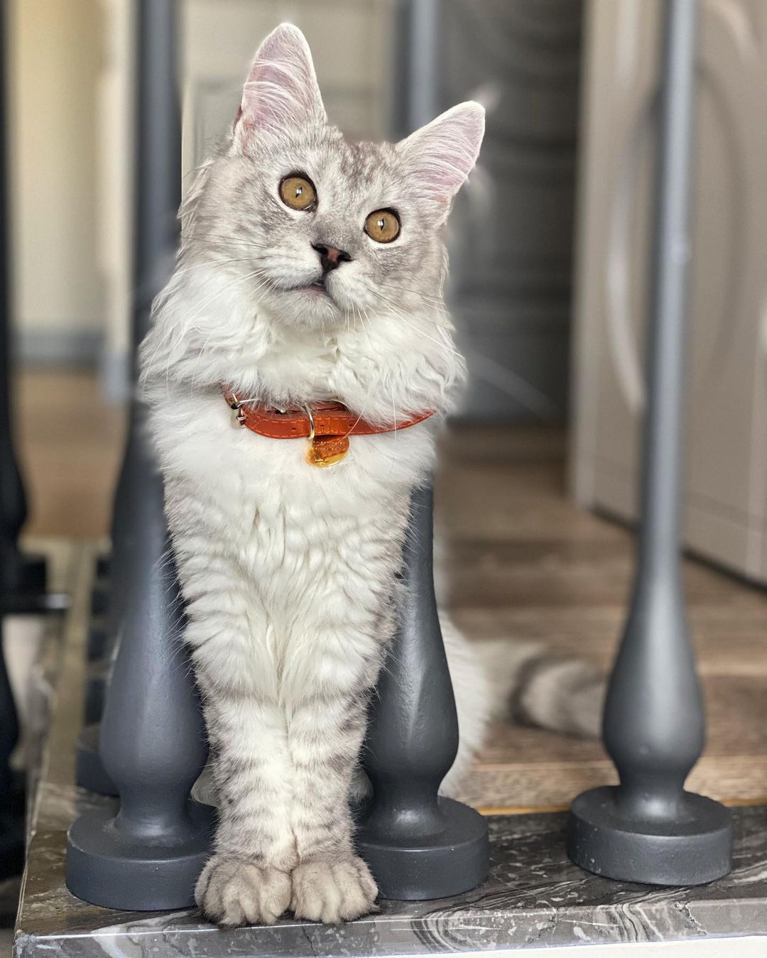 что случилось с котом бородиной каспером. Смотреть фото что случилось с котом бородиной каспером. Смотреть картинку что случилось с котом бородиной каспером. Картинка про что случилось с котом бородиной каспером. Фото что случилось с котом бородиной каспером что случилось с котом бородиной каспером. Смотреть фото что случилось с котом бородиной каспером. Смотреть картинку что случилось с котом бородиной каспером. Картинка про что случилось с котом бородиной каспером. Фото что случилось с котом бородиной каспером