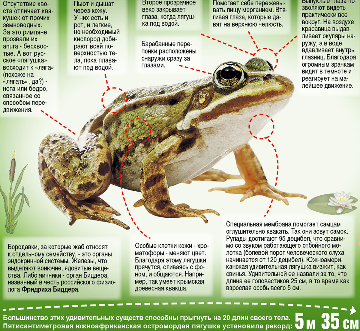 у лягушек и жаб множество различий. сходство и различие лягушки и жабы. какие бывают виды лягушек фото и название. различия между лягушкой и жабой. лягушка и жаба разница.