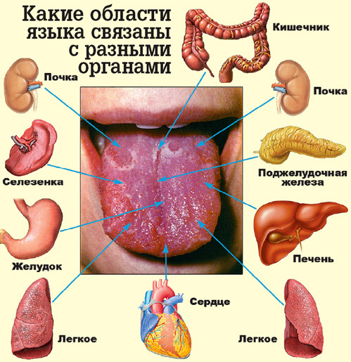 Язык При Гастрите Фото