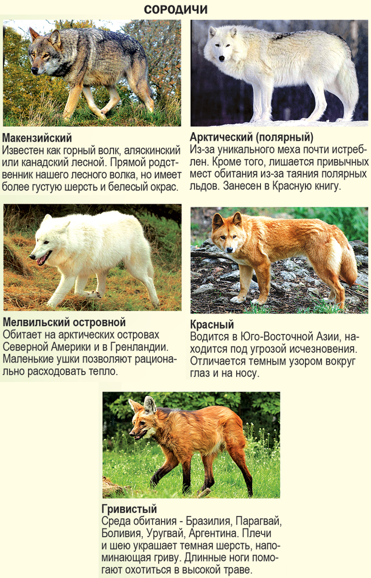 Среднерусский Лесной Волк Фото