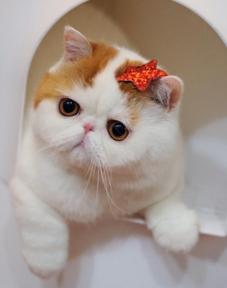 Котики, вошедшие в историю: топ-10 самых крутых котов Интернета - Экспресс  газета