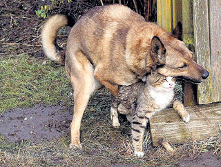 Ұлы мен өгей шешесі жыныстық қатынасқа түскен видео
