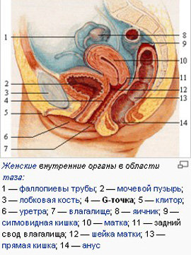 Как Выглядит Точка J Фото