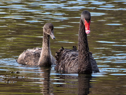 Пара черных лебедей. Фото: Википедия