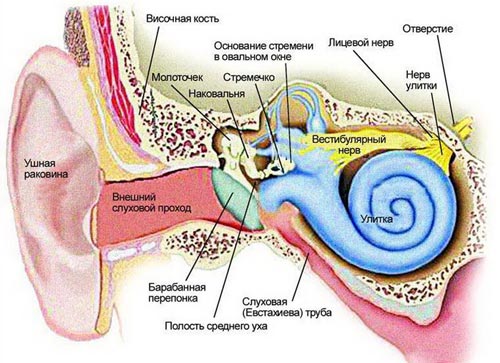 Строение уха человека. Фото: med-pomosh.com