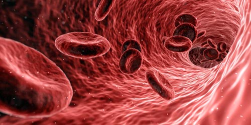 Стволовым клеткам под силу восстановить кроветворение. pixabay.com