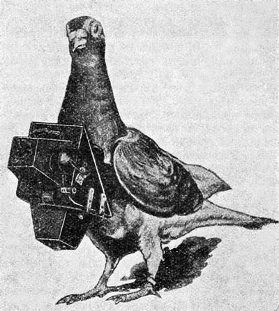 Голубь, используемый для фотосъёмки