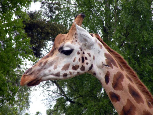 Утонченная красота жирафа не спасла его от расстрела. pxhere.com