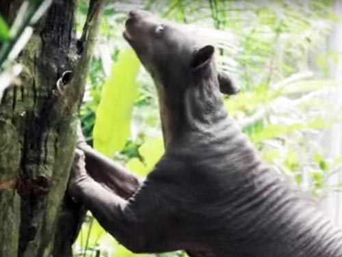 Облысевшая медведица без зубов и когтей все же выздоровела