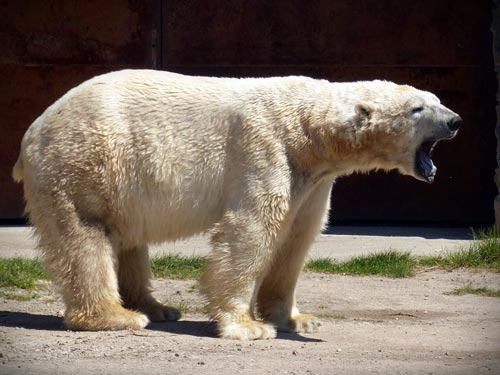 Кампания в защиту белого медведя была начата слишком поздно. pxhere.com