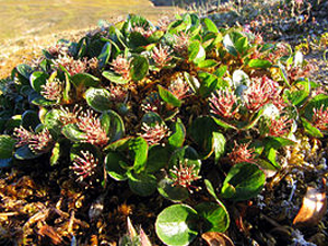 Полярная ива. Фото: Michael Haferkamp / Wikimedia.org