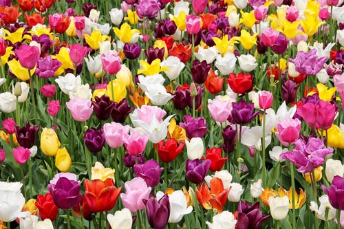 Знаменитые нидерландские тюльпаны сегодня стоят намного дешевле. pixabay.com
