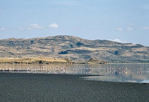 В озере Натрон не вода, а сплошная едкая соль. wikipedia