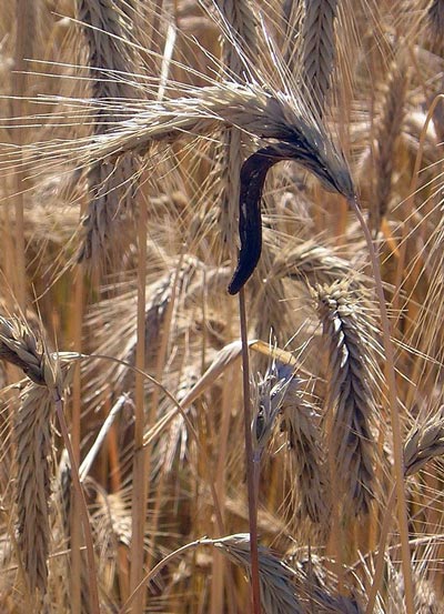 Спорынья. wikipedia