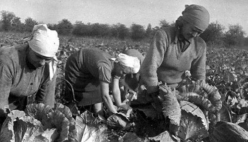 Студенты На Картошке В Ссср Фото Студенты На Картошке В Ссср Фото
