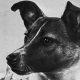 Собака Лайка в герметической кабине перед установкой на спутнике. Фотохроника ТАСС