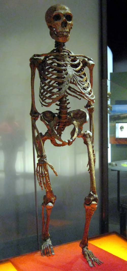 Скелет неандертальца. Источник: wikipedia 