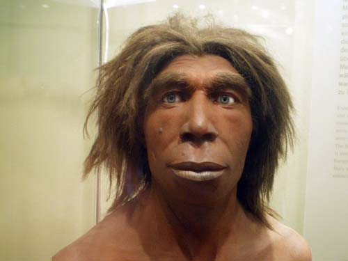 Реконструкция человека неандертальского, Неандертальский музей, , Меттман, Германия. Источник: wikipedia 