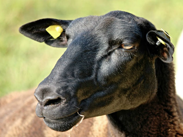Ученые вырастили гибрид человека и овцы