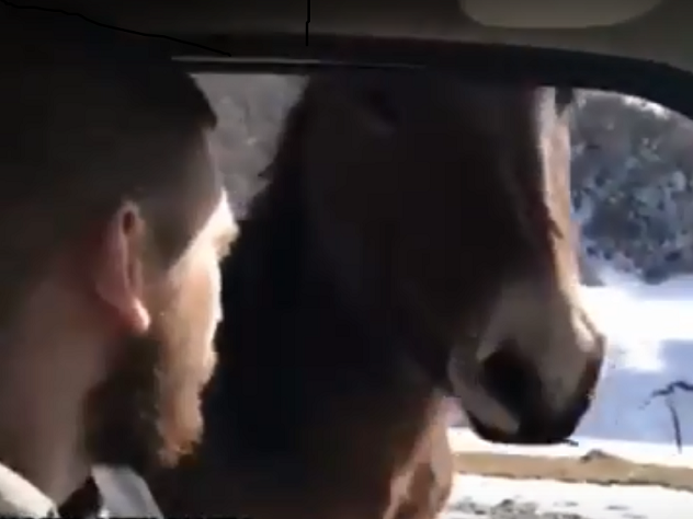 Конь-«автостопщик» поймал попутку в Осетии