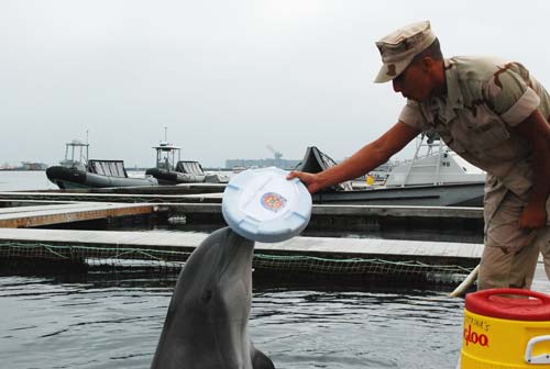 Дельфины также состоят «на службе» в армии США. Wikimedia