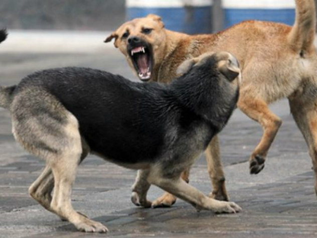 Агрессивные собаки