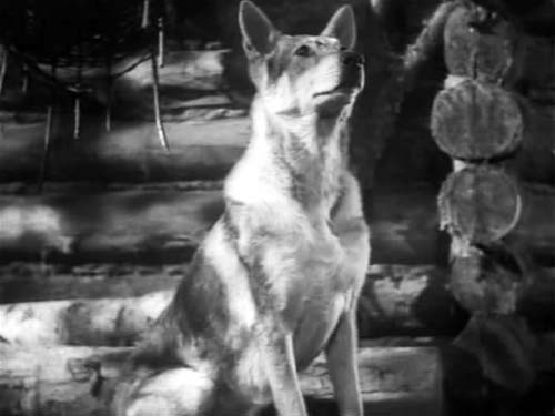 Джульбарс в фильме «Белый Клык» по одноименной повести Джека Лондона. Кадр из фильма, 1946 год
