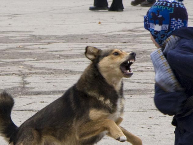 Бездомные псы снова напали на ребенка в Дагестане