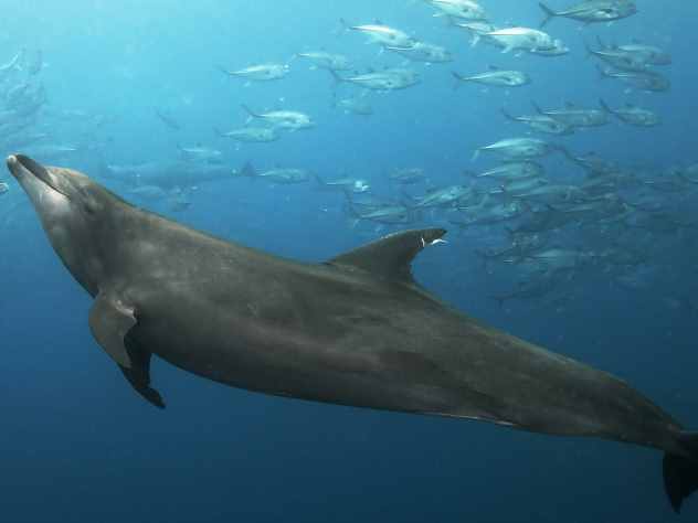 У берегов Намибии косатки растерзали дельфина на глазах ученых