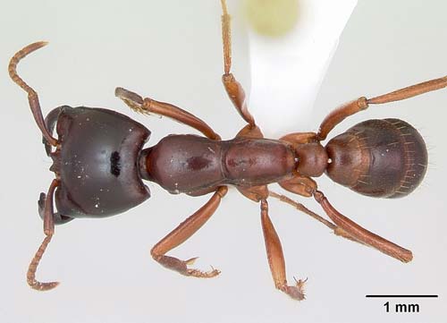 Кочевой мураве (сиафу), считается самым крупным и самым опасным муравьем в мире. Фото: Wikimedia.org