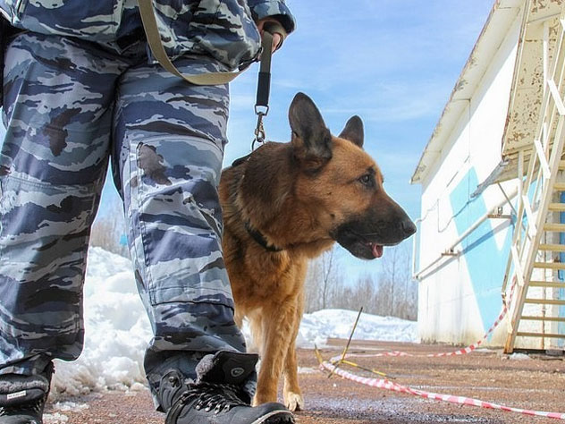 Полицейская собака Еля нашла грабителя мечети в Башкирии