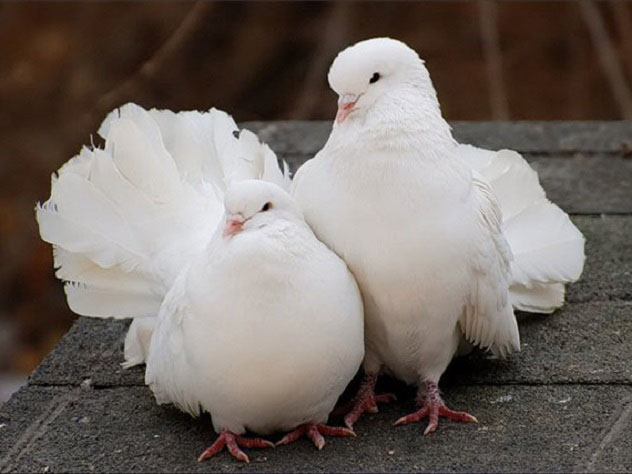 Щедрый житель Ставрополья раздарил украденных голубей друзьям
