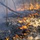 Власти Приамурья решили сэкономить на тушении лесных пожаров