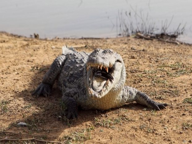 Крокодил заживо разорвал ребенка на глазах у брата