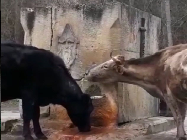Пьющие минералку коровы развеселили жителей Кисловодска