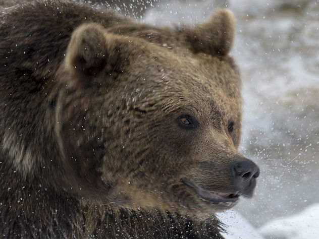 Суд подтвердил приговор воронежцу, чей медведь загрыз пенсионера