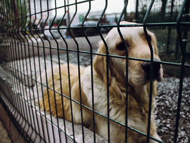 Перед ЧМ-2018 в Калининграде отловят почти 500 бездомных собак