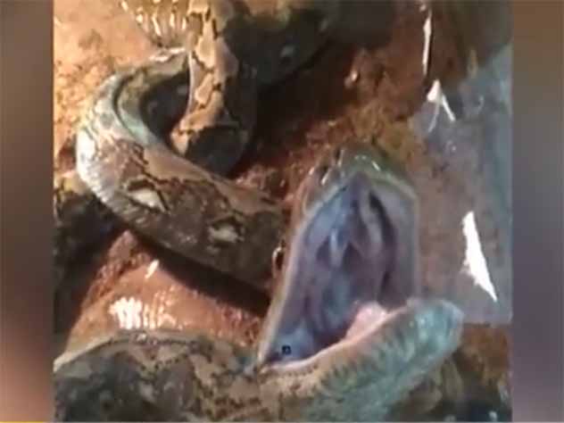 Из-за прорыва трубы в красноярской ветклинике погибли несколько животных