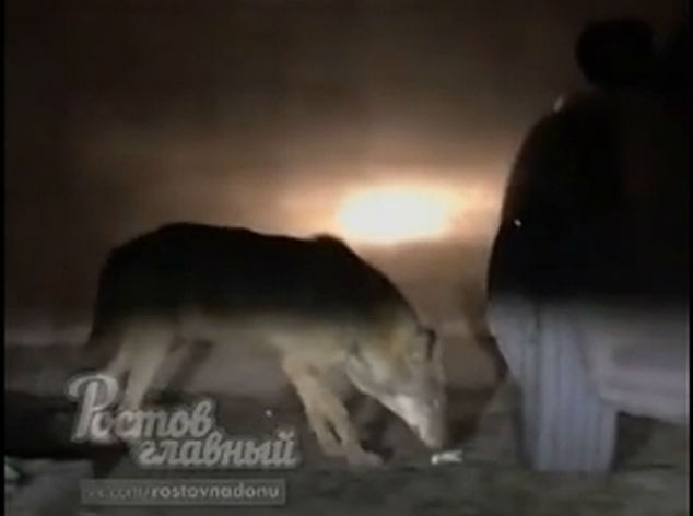 Горожан пугают волками, гуляющими по Ростову-на-Дону
