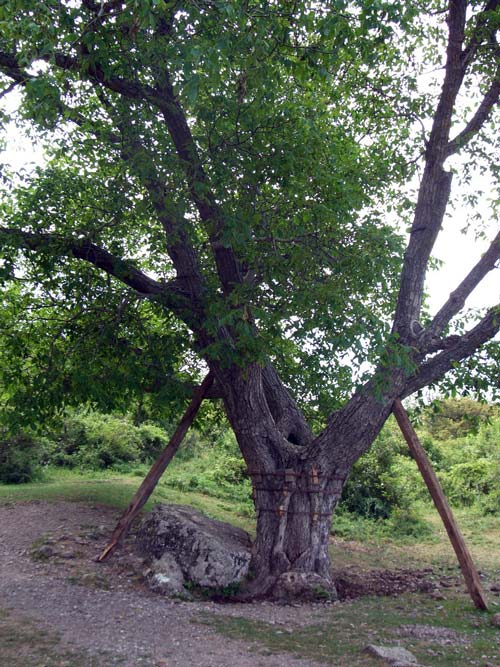 Орех «имени» Юрия Никулина. Источник: wikimedia.org