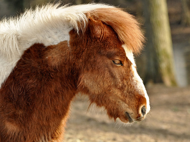 В Подмосковье пони прокатилась на жигулях