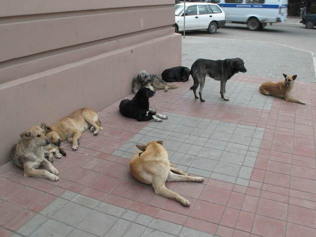 Российские собаки не любят велосипедистов - за английским журналистом они гнались 3 километра.