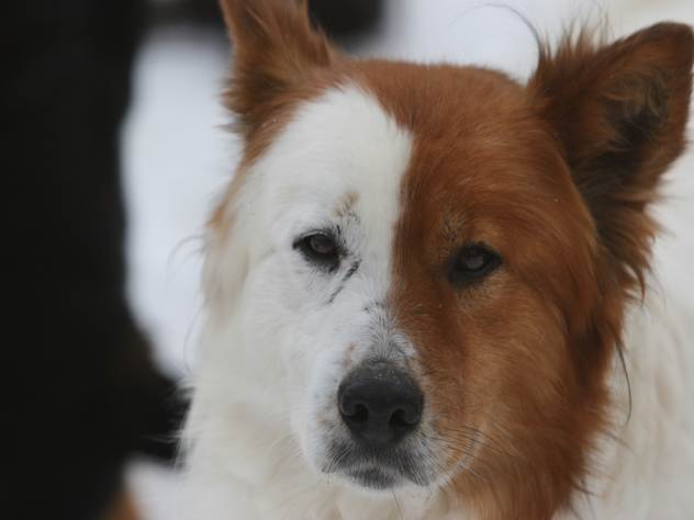 Собаки - популярное кушание для южнокорейцев, но сегодня далеко не все из них согласны с такой традицией.