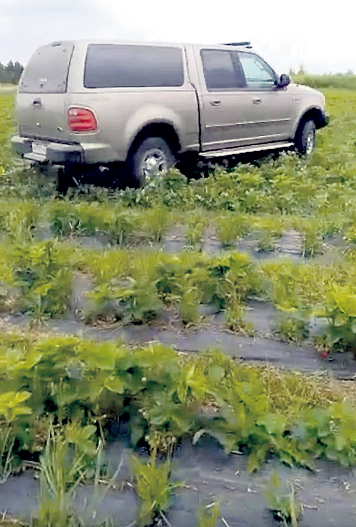 «Форд» Белинского жестоко раздавил нежные ягоды