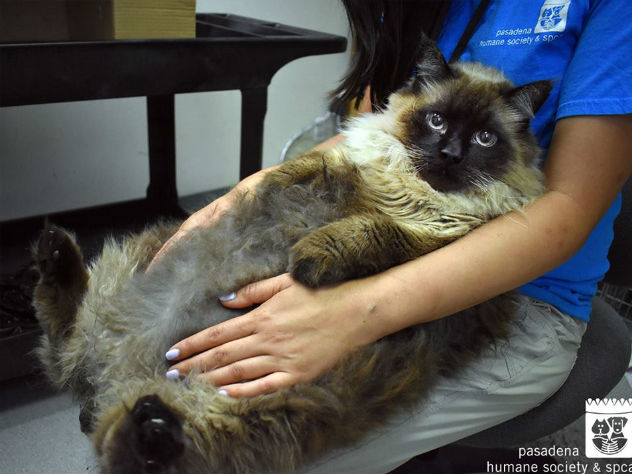 Кот, много месяцев скитавшийся по улицам, весит ни много ни мало 13 килограммов