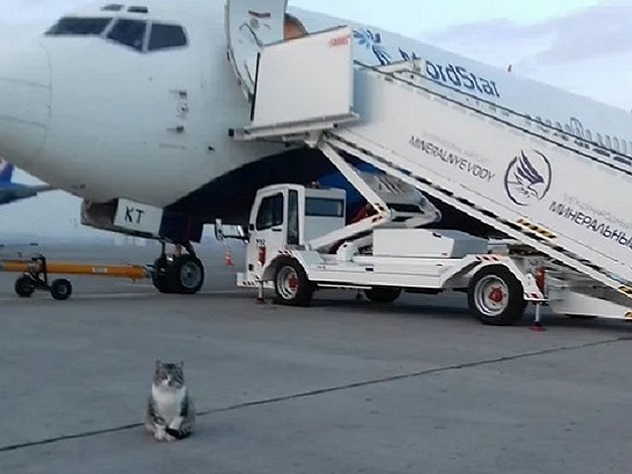 Кот Басик обосновался в воздушной гавани пару лет назад.