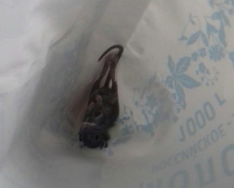 Этот пакет молока житель города Миасс, который находится под Челябинском, запомнит на всю жизнь. Внутри упаковки молодой человек обнаружил мертвую мышь. 