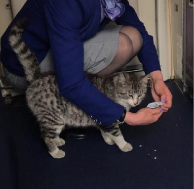 Басик знает, что его любят и пользуется своим положением.