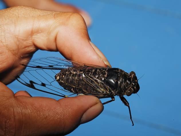 Периодические цикады в Нью-Йорке можно увидеть лишь один раз в 17 лет.