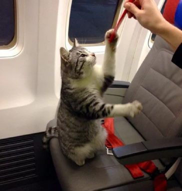 Четвероногий талисман появился в аэропорту Минеральных Вод.